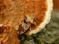 Щитник ягодный (Elasmucha grisea) пытается слиться с окружающим фоном – дедалеопсисе трёхцветном (Daedaleopsis tricolor). Фото А.Е. Смирнова