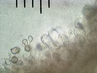 Энтолома шершавоножковая (Entoloma hirtipes): базидии с молодыми спорами, х500, аммиак; фото А.E.Смирнова