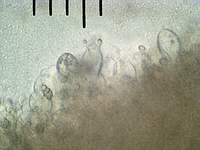 Энтолома шершавоножковая (Entoloma hirtipes): базидии с молодыми спорами, х500, аммиак; фото А.E.Смирнова