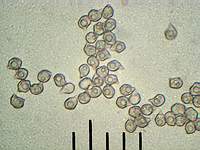 Энтолома оловянная (Entoloma sinuatum): споры, х500, аммиак; Фото Андрея Смирнова