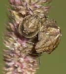 Что можно здесь найти? И кров, и стол… Нимфы черепашки (Eurygaster maura) на колосе тимофеевки луговой (Phleum pratense). Фото А.Е. Смирнова