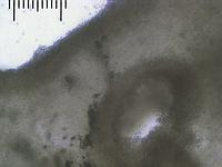 Грифола курчавая (Grifola frondosa):поры и спороносный слой вокруг них, х125; Фото Смирнова А.