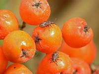 Здесь наш дом, здесь мы живём… Заодно и кушаем… Клопики (Hemiptera sp) питаются ягодами рябины (Sorbus aucuparia). Фото А.Е. Смирнова
