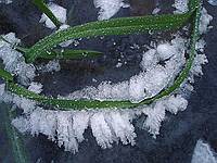 Трава, лёд, иней... Фото Смирнова А