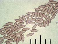 Грабовик (Leccinum carpini): споры, х500, аммиак; Фото Смирнова А.Е.