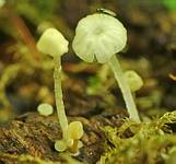 Зелёное на белом… Маленькое перепончатокрылое на маленьком грибочке; фото А.Е. Смирнова
