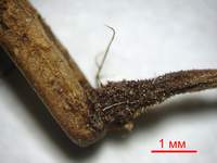 Микромфале щербатая (Micromphale perforans): ножка, х30; фото А.E.Смирнова
