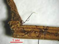 Микромфале щербатая (Micromphale perforans): мицелиальные тяжи на сосновой иголке, х30; фото А.E.Смирнова