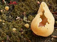 Peziza micropus и маленькие круглые грибочки, словно капельки росы; фото Андрея Смирнова