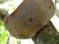 Сенокосец (Phalangium opillio) спрятался от солнца под шляпкой Дедалеопсиса бугристого (Daedaleopsis confragosa), а дождевой червяк (Lumbricus terrestris) деловито проползает мимо. Фото А.Е. Смирнова