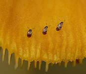 ’Лесной аэродром – взлётно-посадочная площадка’ жуков-стафилин (Gyrophaena sp) на плютее золотисто-жёлтом (Pluteus leoninus). Фото А.Е. Смирнова (фотомонтаж)