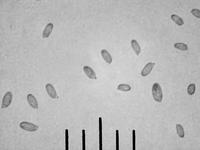 Фотография спор грифолы разветвлённой, выполненная с использованием профессионального микроскопа NEOPHOT-21 и мыльницы SONY DSC-W15, х500. Фото Смирнова А
