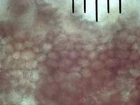 Sarcosoma globosum: сечение плодового тела, х500; фото А.E.Смирнова