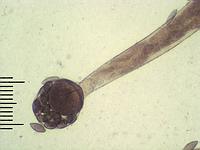 Sporangium with spores x125; фото Андрея Смирнова