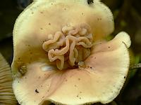 Головной мозг тремеллоидного паразитического гриба Syzygospora tumefaciens на Коллибии лесолюбивой;  Фото Смирнова А.