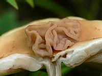 Головной мозг тремеллоидного паразитического гриба Syzygospora tumefaciens на Коллибии лесолюбивой;  Фото Смирнова А.