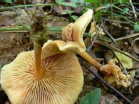 Спинной мозг тремеллоидного паразитического гриба Syzygospora tumefaciens на Коллибии лесолюбивой;  Фото Смирнова А.