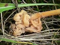 Спинной мозг тремеллоидного паразитического гриба Syzygospora tumefaciens на Коллибии лесолюбивой;  Фото Смирнова А.