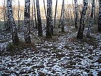 Зимний лес. Фото Смирнова А