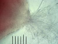 Выбрасывание аскоспор из аскосомы Кордицепса воинственного (Cordyceps militaris), x300; фото Андрея Смирнова