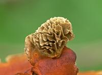 Дедалеопсис трёхцветный (Daedaleopsis tricolor) - гриб-цветок; фото А.Е. Смирнова