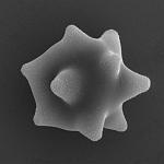 Споры Волоконницы звёздчато-споровой (Inocybe asterospora), х51510; фото А.Е. Смирнова