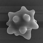 Споры Волоконницы звёздчато-споровой (Inocybe asterospora), х49210; фото А.Е. Смирнова