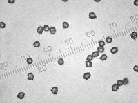Сухие споры Млечника жгуче-млечного (Lactarius pyrogalus), х500; фото А.Е. Смирнова