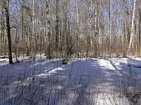 В глубине леса снега ещё много (3 апреля 2010 г.); фото Андрея Смирнова