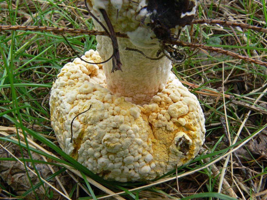 на поверхности неопознанного болетового гриба Автор фото: Андрей Смирнов