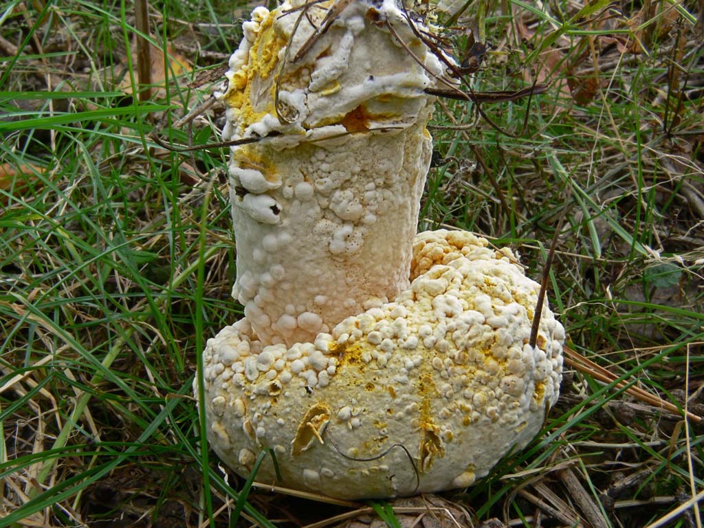 на поверхности неопознанного болетового гриба Автор фото: Андрей Смирнов