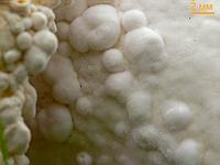 Спороносная поверхность Сепедониума золотистоспорового (Sepedonium chrysospermum); фото Андрея Смирнова