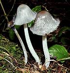 Coprinus_lagopus_2_JS200209_small.jpg