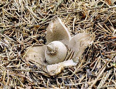 Звездовик гребенчатый (Geastrum pectinatum); Фото Юрия Семенова