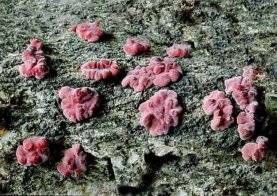 Пениофора красная (Peniophora rufa); Фото Ю.Семенова