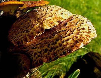 Трутовик чешуйчатый  (Polyporus squamosus); Фото Юрия Семенова