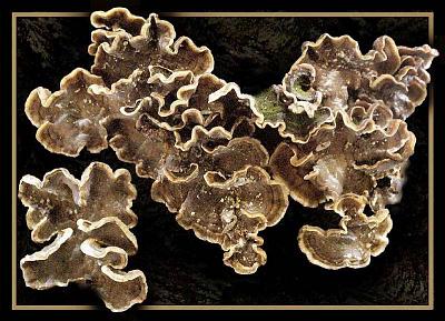 Стереум морщинистый (Stereum rugosum); Фото Юрия Семенова