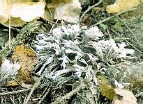Thelephora penicillata Photo 2