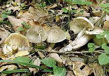 Tricholoma saponaceum