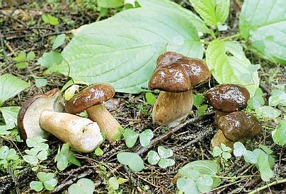Польский гриб (Xerocomus badius) фото  Ю.Г. Семенова