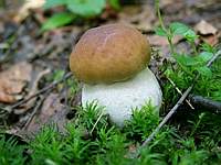 Белый гриб (Boletus edulis); фото Юрия Семенова