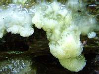 Ceratiomyxa fruticulosa; фото Юрия Семенова