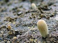 Coprobia granulata; фото Ю.Г.Семенова
