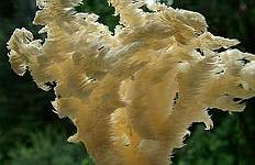 Ежовик коралловидный (Гериций коралловый) Hericium coralloides; фото Юрия Семенова