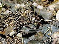 Мицена обыкновенная (Mycena vulgaris); фото Юрия Семенова