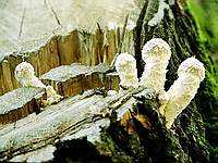 Чешуйчатка разрушающая (Pholiota destruens); фото Юрия Семенова