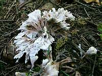 Телефора цветочноголовая (Thelephora anthocephala); 
Фото Юрия Семенова