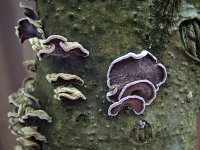 Chondrostereum purpureum; фото Юрия Семенова