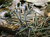 Cordyceps entomorrhiza; фото Юрия Семенова