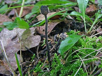 Кордицепс серо-пепельный (Cordyceps entomorrhiza); Фото Юрия Семенова